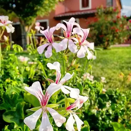 Fossederi *